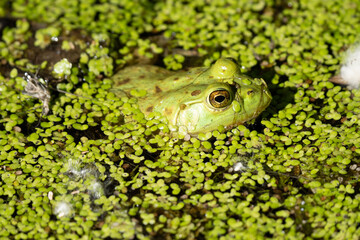bright green frog is hidding in the lily pads on a sunny day