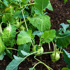 Close up of kohlrabi or turnip cabbage (Brassica oleracea)
