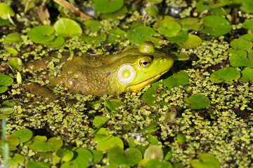 bright green frog is hidding in the lily pads on a sunny day