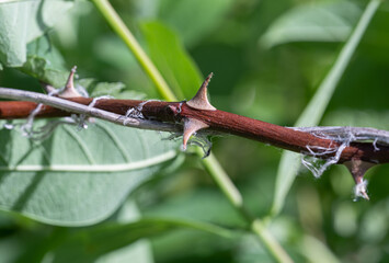 thorn is sharp and ready to poke you