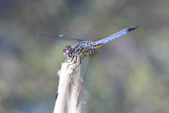 dragonfly has landed near you for a macro photo