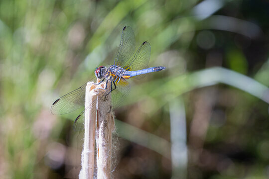 Dragonfly Has Landed Near You For A Macro Photo