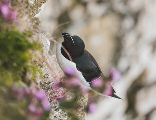 Razorbill on the Yorkshire coast, England.