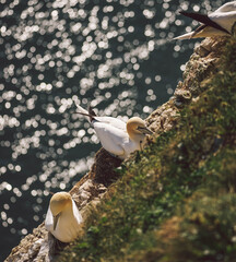 Gannets nestle on the cliffs of Yorkshire near Bridlington as the summer sea shimmers in the background.