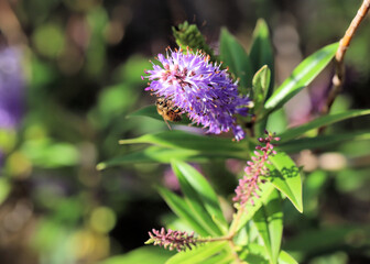 Western Honey Bee collecting nectar from Hebe flower, South Australia