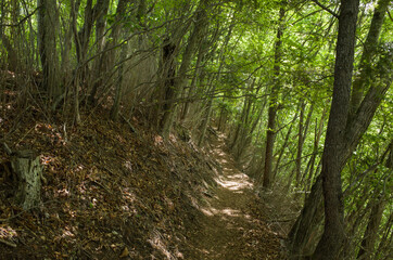 Trail in the woods during a early summer day at near Mt.Daibosatsu, Yamanashi Prefecture, Japan.
