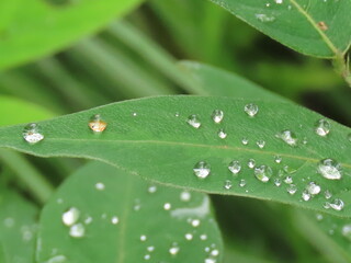 草の上に残った雨粒