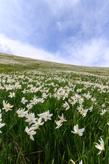 Field Narcissus flowers blue cloudy sky Golica Slovenia