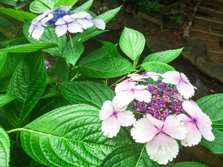 あじさい　紫陽花　アジサイ　花　満開