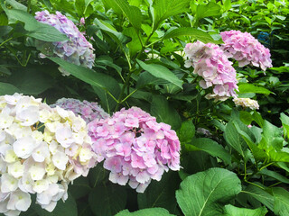 あじさい　紫陽花　アジサイ　花　満開