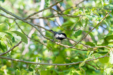 White-naped tit Machlolophus nuchalis caterpillar beak branch