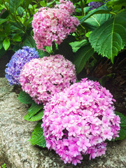 あじさい　紫陽花　アジサイ　花　満開