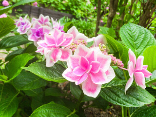あじさい　紫陽花　アジサイ　花　満開