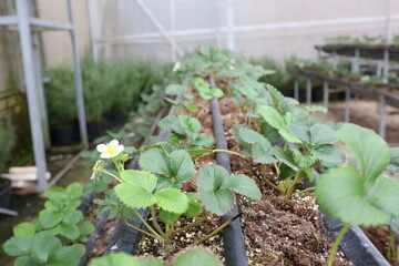 Field strawberry production. Growing Strawberry Plants