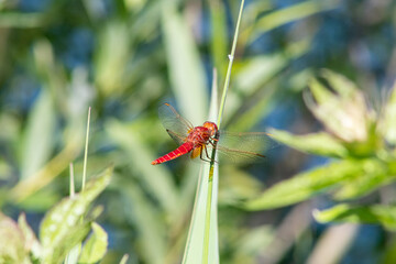 Red scarlet dragonfly Crocothemis erythraea wings