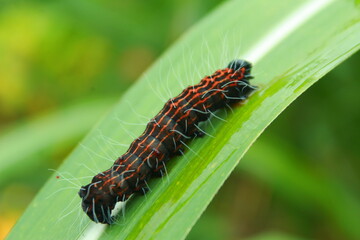 Close up click of a beautiful caterpilar