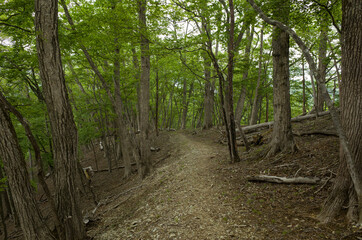 Trail in the woods during a early summer day at near Mt.Daibosatsu, Yamanashi Prefecture, Japan.