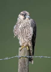 Peregrine Falcon Juvenile on Post