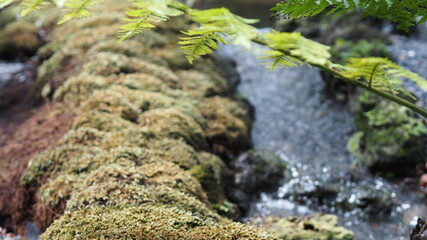 Obraz na płótnie Canvas Blurred moss cover on walk way beside lake