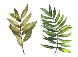 Obraz premium Watercolor hand drawn rainforest tropical leaves botanical illustration set isolated on white background