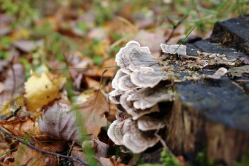 Grzyby na pniu