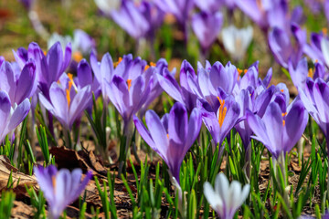 Crocus flowers vibrant purple Velika Planina Slovenia