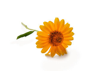yellow  rudbeckia or gerbera on a green natural background