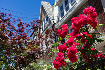 Fototapeta na wymiar Beautiful Red Roses Closeup during Spring in a Home Garden in Astoria Queens New York