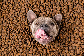 Happy French Bulldog swims in a sea of dog food