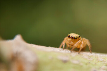 macro of a spider on a leaf
