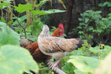 hen and cock head crossed