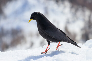 Alpine yellow-billed chough Pyrrhocorax graculus snow winter 