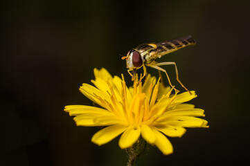 Hover fly on dandelion
