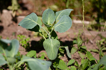 Summer gardening: growing vegetables, green cabbage sprout and leaves on a sunny summer day. 