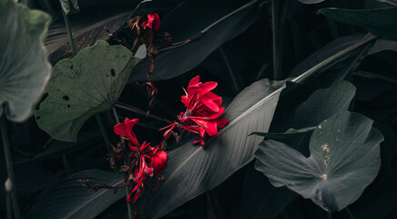 Red flowers and green leaves