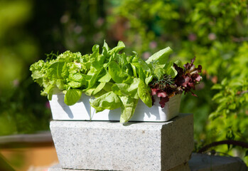 Summer gardening: Green salad, lettuce, Romano salad, red basket salad in a white rectangular pot in the garden on a summer day.