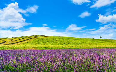 Fototapeta na wymiar Lavender in Tuscany, hill and green fields. Santa Luce, Pisa, Italy