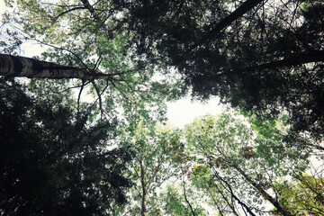 Fototapeta premium Bright spring greens at dawn in the forest. Nature comes to life in early spring.