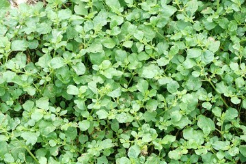 green plant on the ground