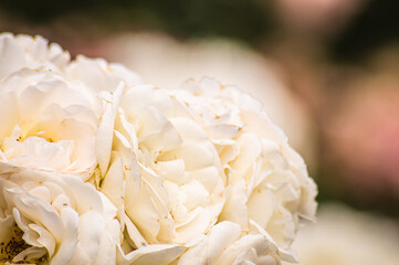 Flower selection