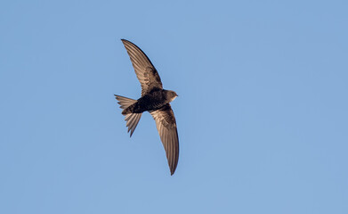 Swift Flying

