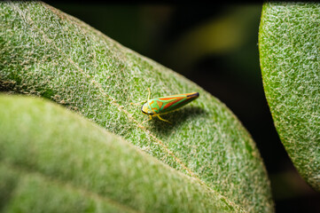 All clichés fulfilled.