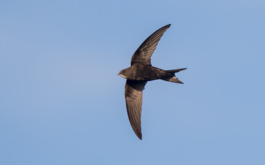 Swift Flying
