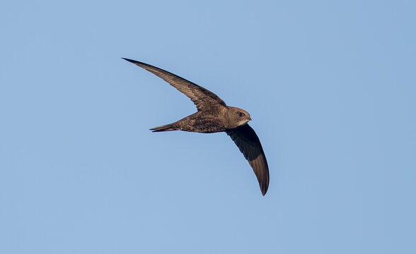 Swift Flying

