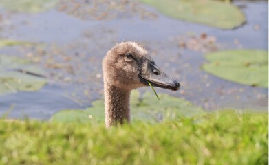 A cute cygnet pops his head over a grass verge with grass in his mouth