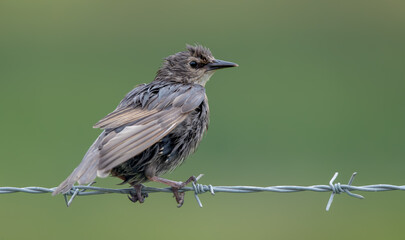 Starling Juvenile