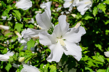 One white flower of hibiscus syriacus plant, commonly known as Korean rose, rose of Sharon, Syrian ketmia, shrub althea or rose mallow, in a garden in a sunny summer day .