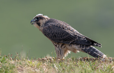 Peregrine Falcon Perched