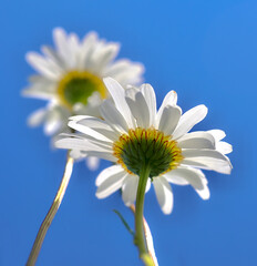 Unusual perspective macro shot of white daisy flower, from underneath 