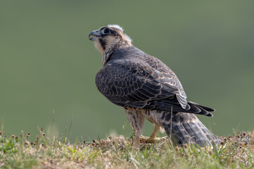Peregrine Falcon Perched